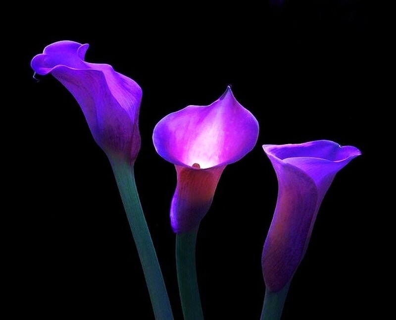 Three purple calla lilies