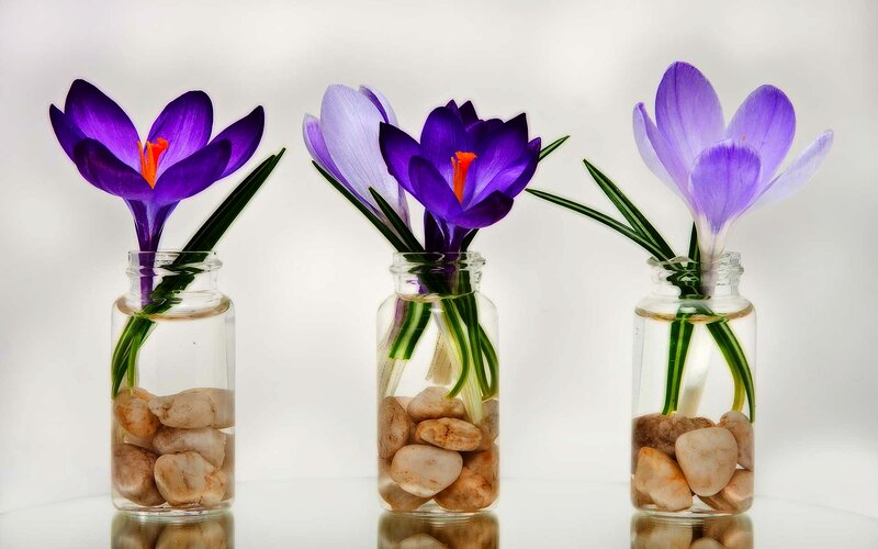 Three Purple Crocuses