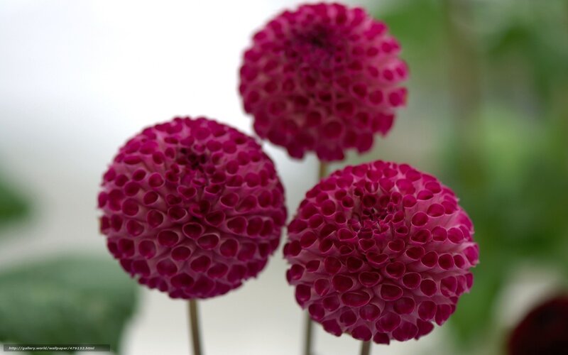 Three Purple Dahlia Flowers