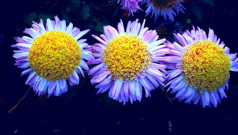 Three Purple Daisies