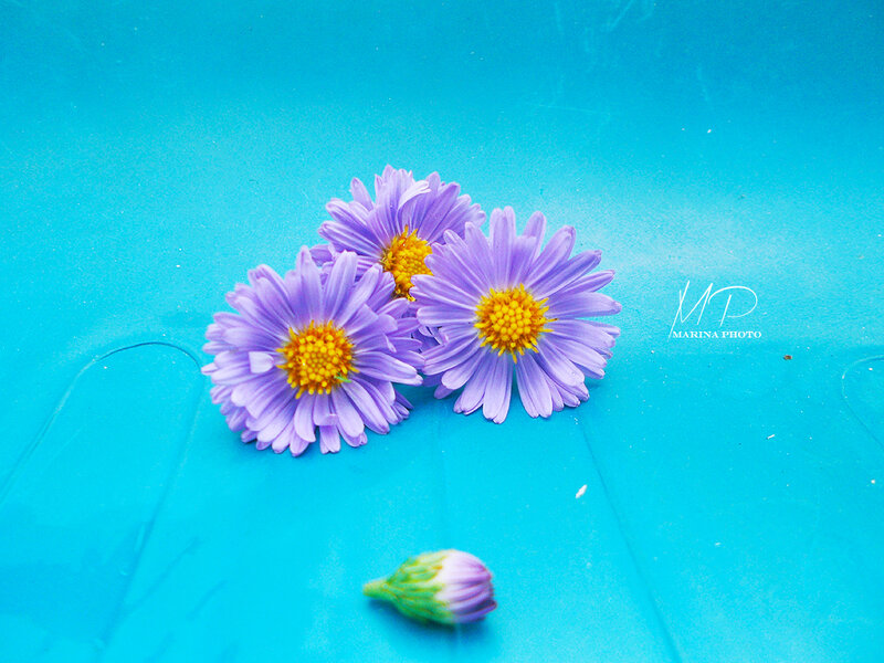 Three Purple Flowers — Calm