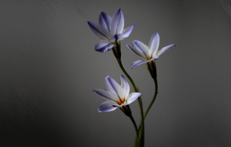 Three Purple Flowers — Dramatic