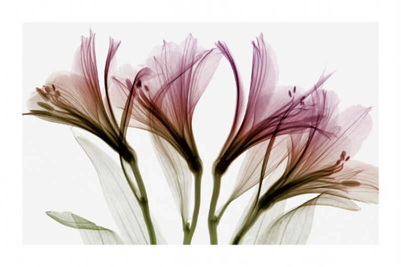 Three Purple Flowers — Serene, Photograph, Stems