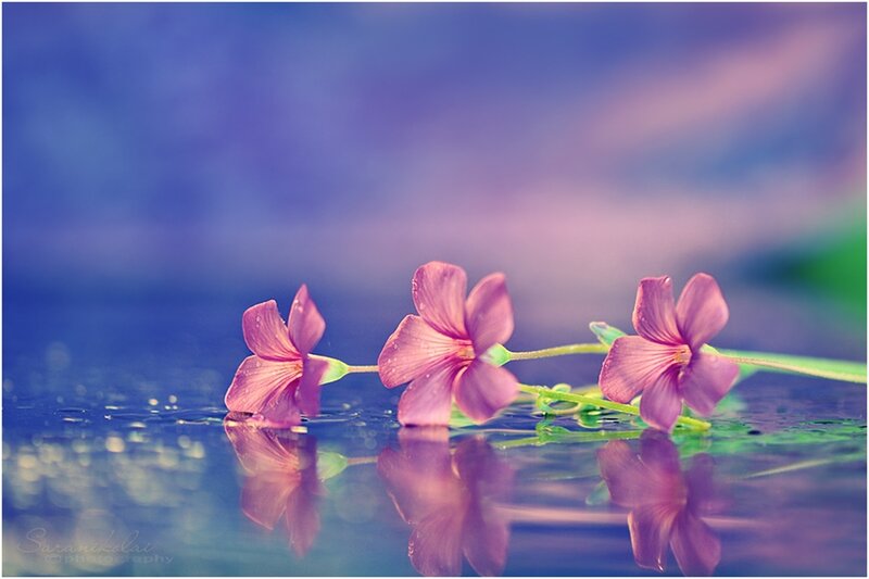 Three Purple Flowers — Serene, Photograph, Water