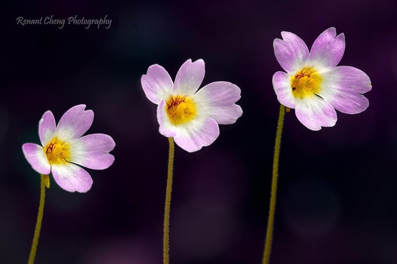 Three Purple Flowers — Serene