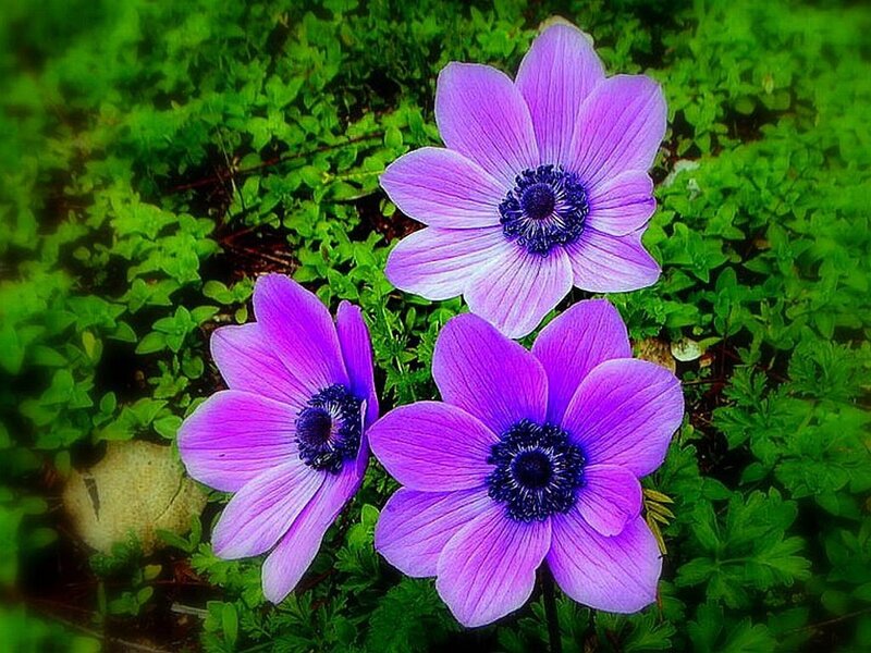 Three Purple Flowers