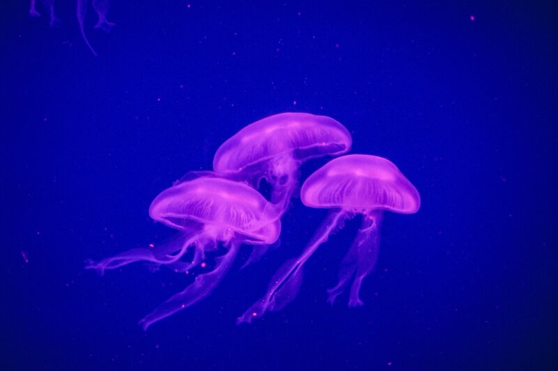 Three Purple Jellyfish