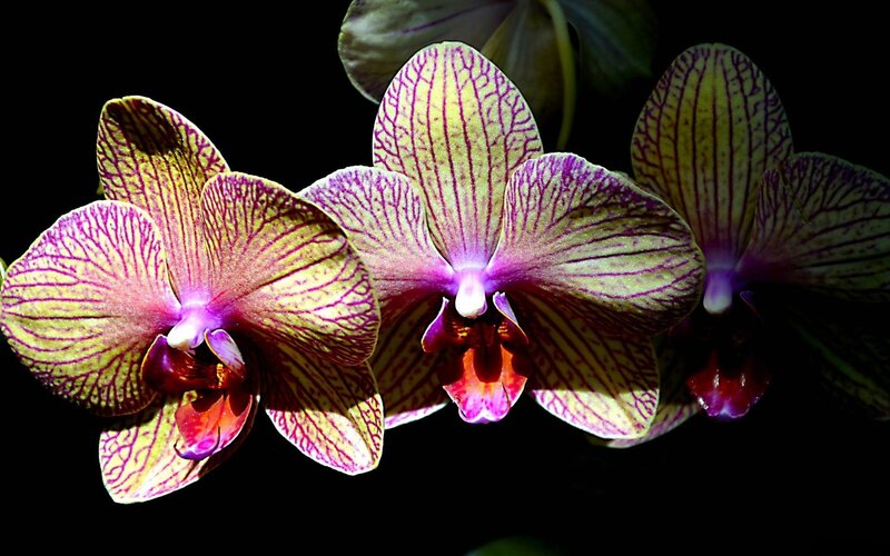 Three Purple Orchid Flowers — Dramatic