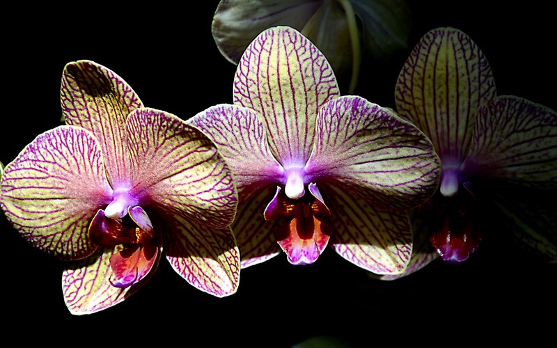 Three Purple Orchid Flowers