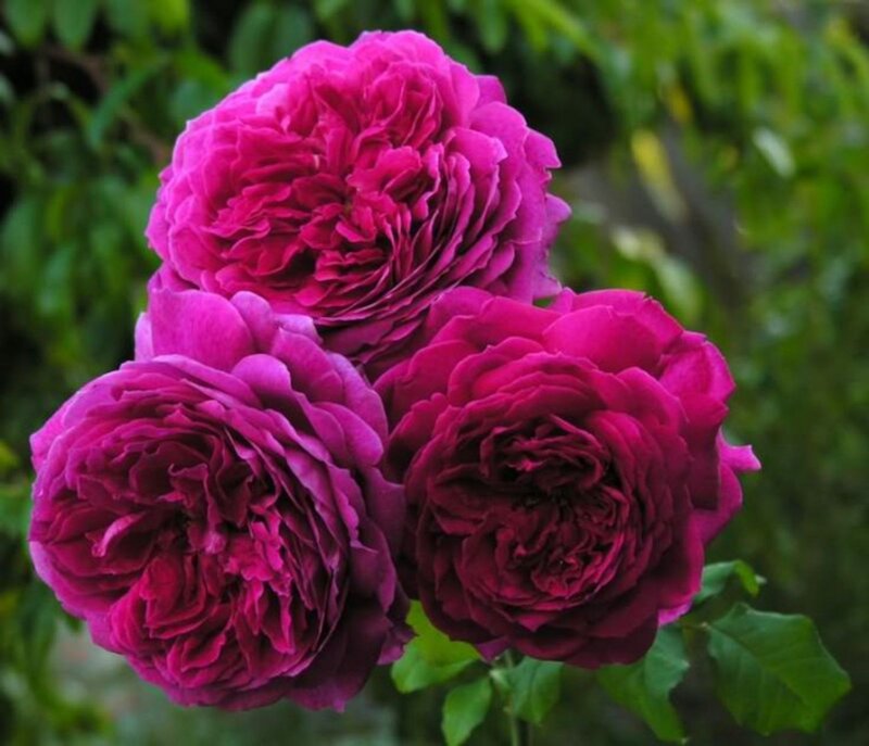 Three Purple Roses — Calm, Afternoon