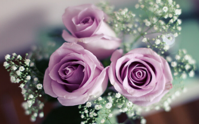 Three Purple Roses — Calm, Photograph, Baby's Breath