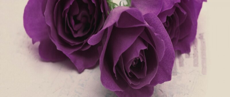 Three Purple Roses — Calm, Photograph, Flowers