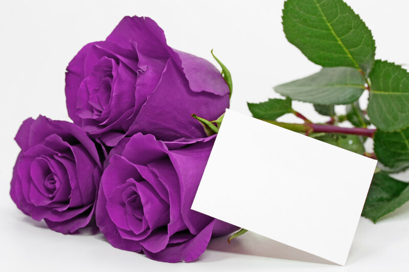 Three Purple Roses — Calm, Photograph, Green Leaves, White Card