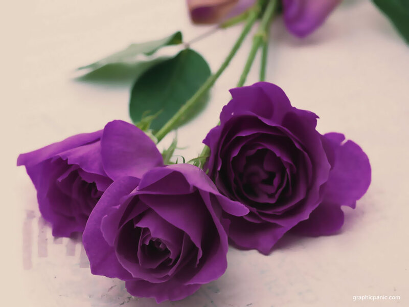 Three Purple Roses — Calm, Photograph, Leaves