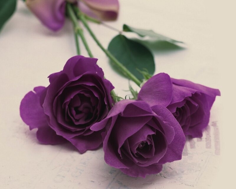 Three Purple Roses — Calm, Photograph, Stems