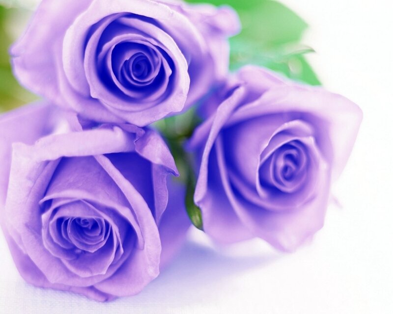 Three Purple Roses — Calm, Photograph