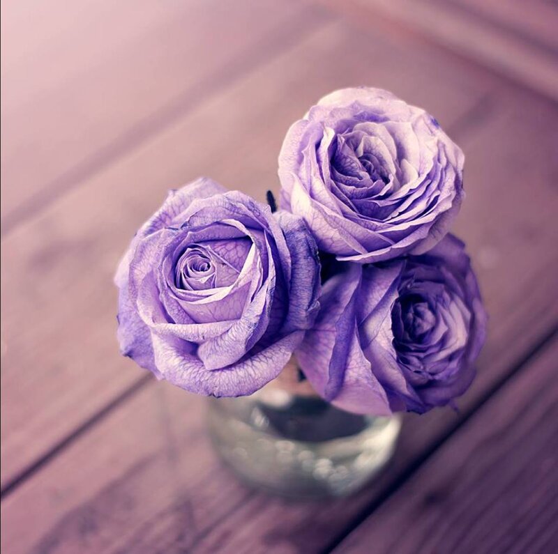 Three Purple Roses — Calm, Photograph, Vase