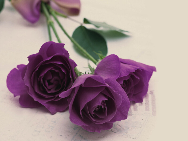 Three Purple Roses — Calm