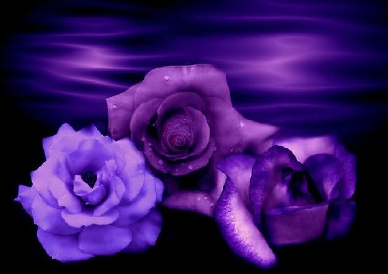 Three Purple Roses — Dramatic, Digital Art, Flowers
