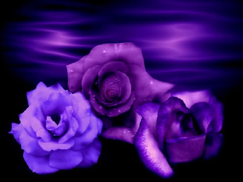 Three Purple Roses — Dramatic, Digital Art