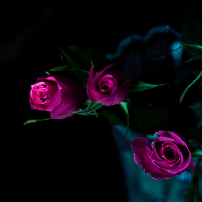 Three Purple Roses — Dramatic, Night, Photograph