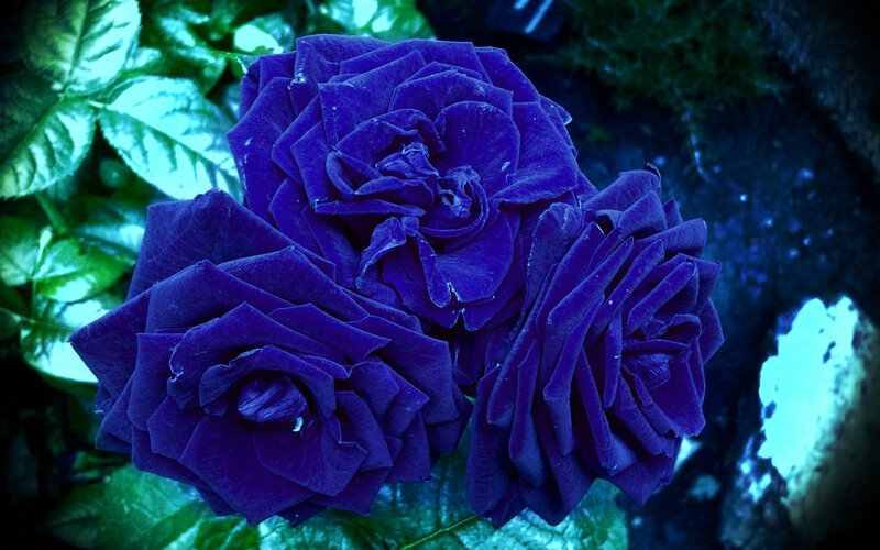 Three Purple Roses — Dramatic, Night