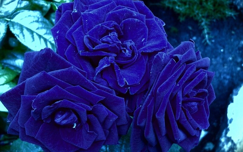 Three Purple Roses — Dramatic, Photograph