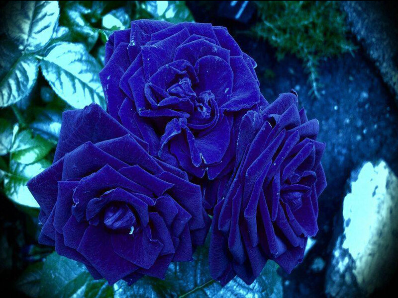 Three Purple Roses — Dramatic
