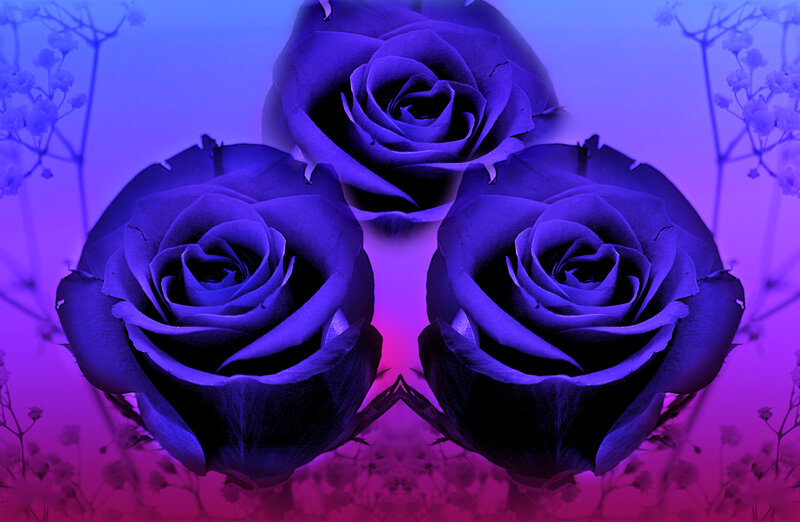 Three Purple Roses — Dreamy