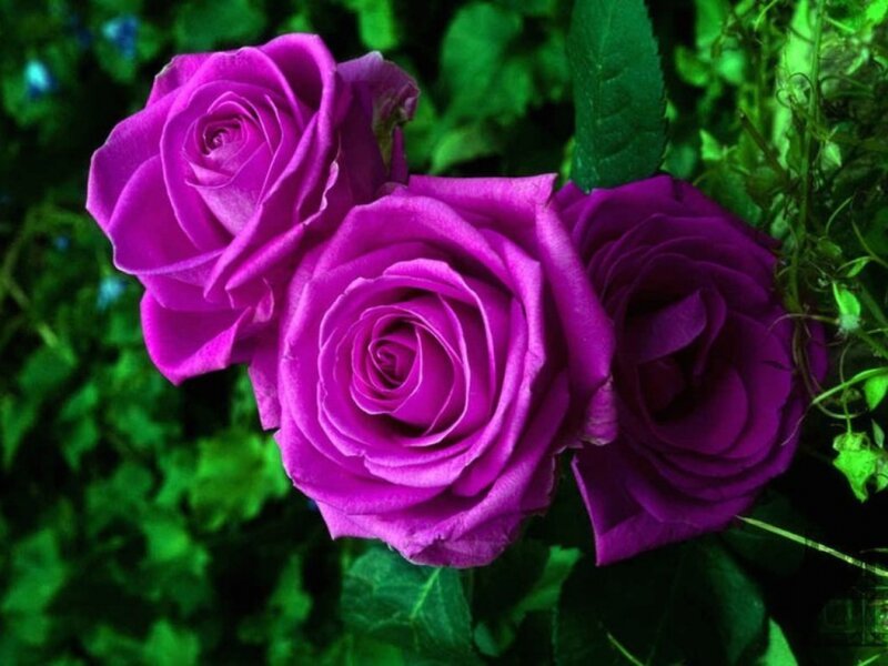 Three Purple Roses — Natural