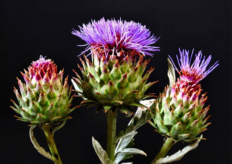 Three Purple Thistle Flowers