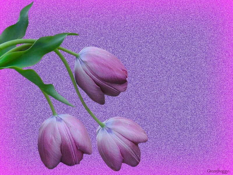 Three Purple Tulips — Calm, Photograph