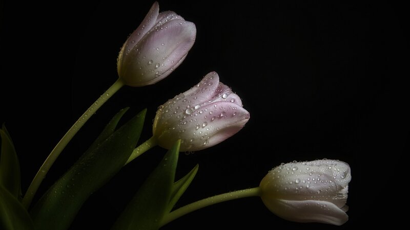 Three Purple Tulips — Dramatic, Photograph
