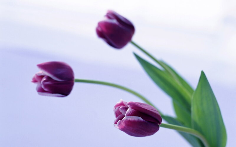 Three Purple Tulips