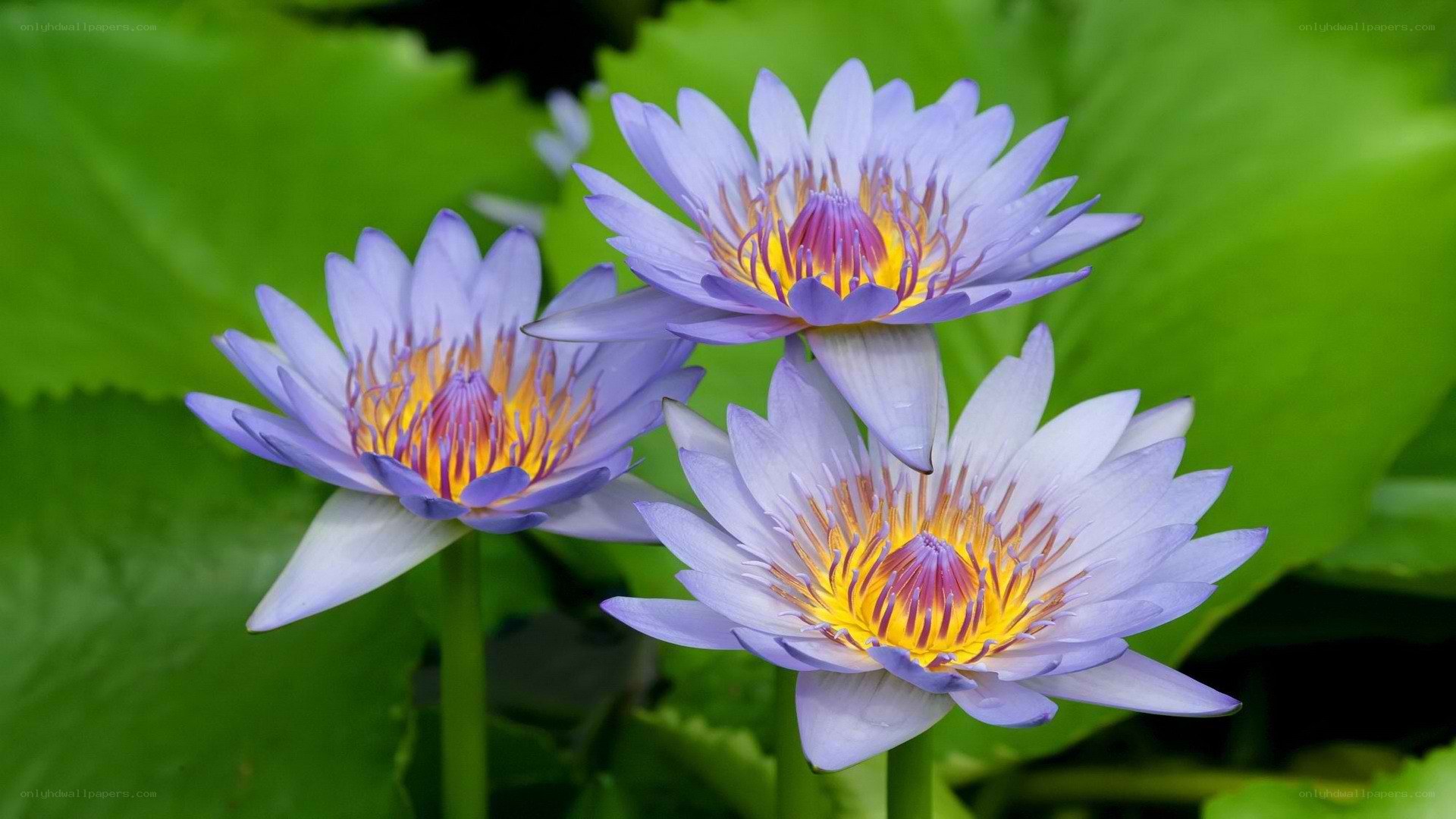 Three purple water lilies