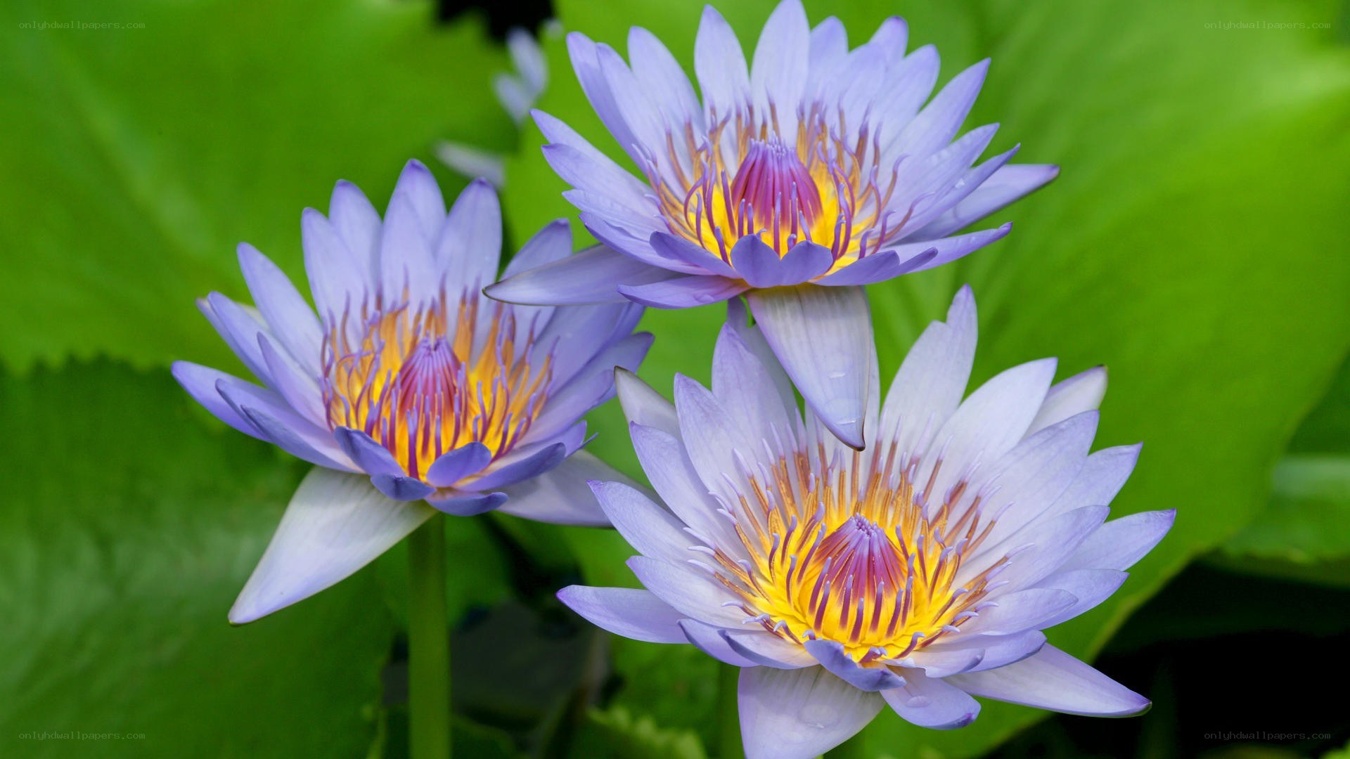 Three purple water lilies