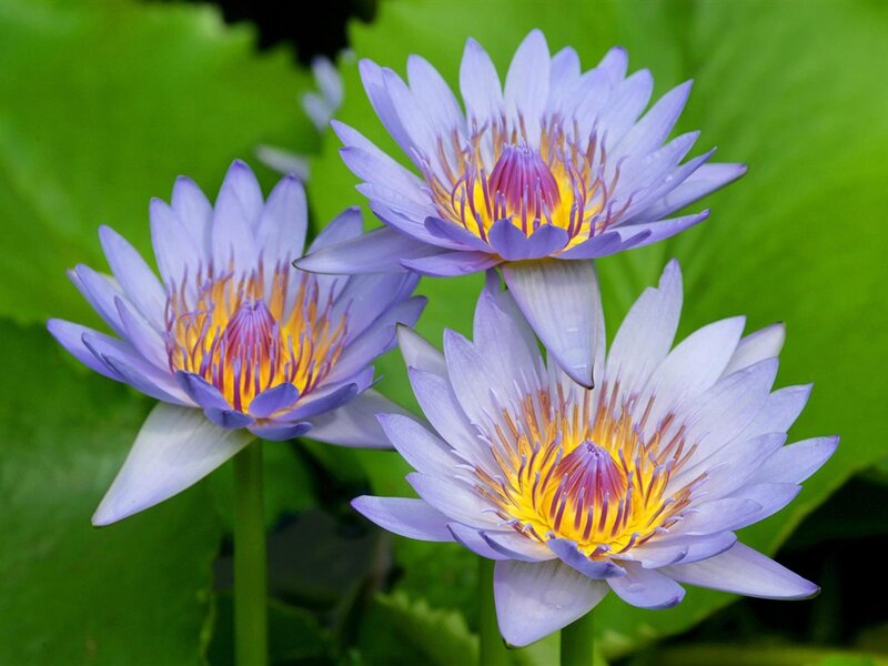 Three Purple Water Lilies — Serene, Afternoon, Photograph, Flowers