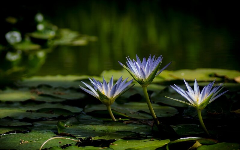 Three Purple Water Lilies — Serene, Afternoon, Photograph, Lily Pads