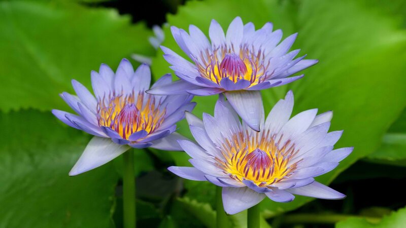 Three Purple Water Lilies — Serene, Afternoon