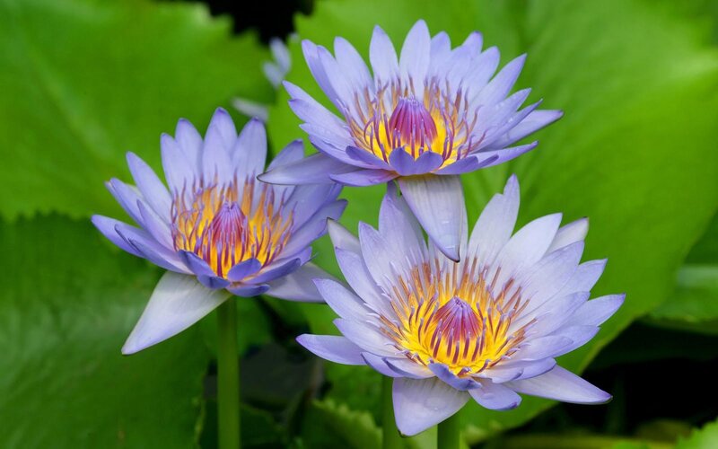 Three Purple Water Lilies — Serene