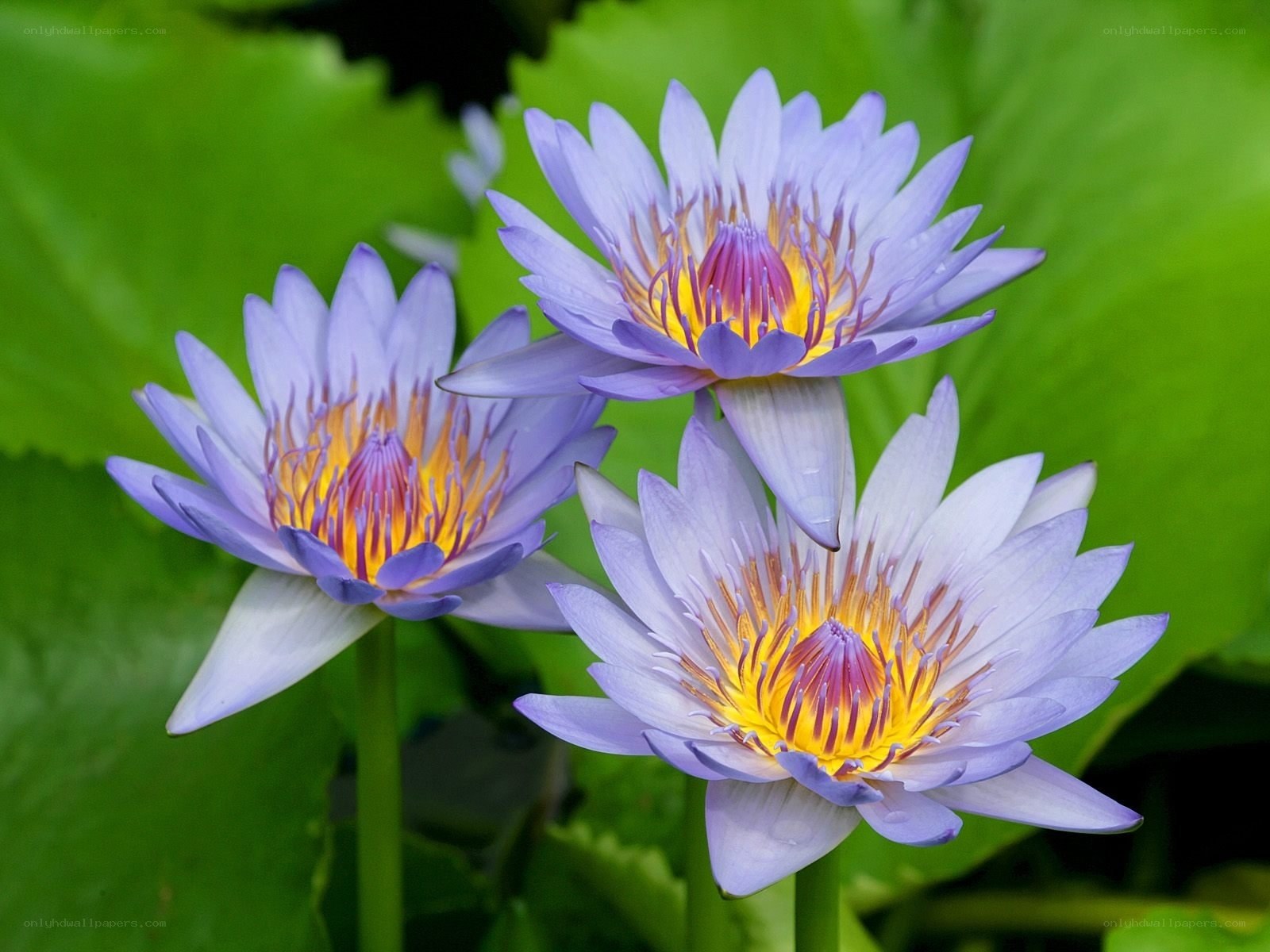Three purple water lilies