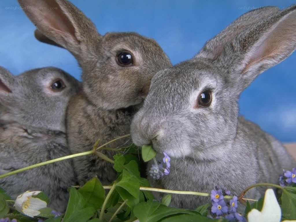 three rabbits eating flowers