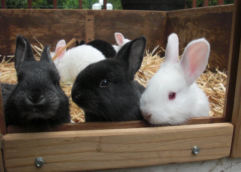 Three Rabbits in a Hutch