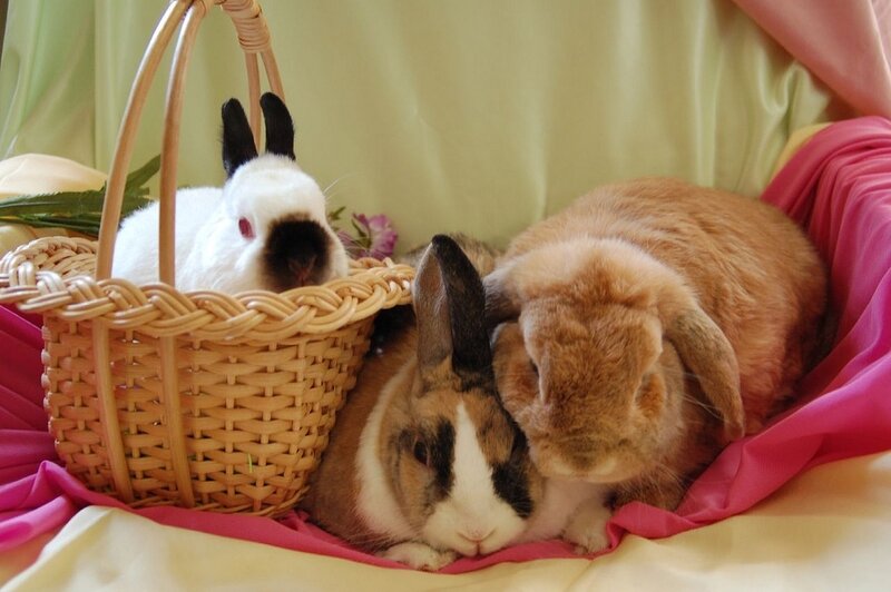 Three Rabbits in Basket