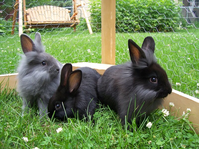 Three Rabbits in Enclosure