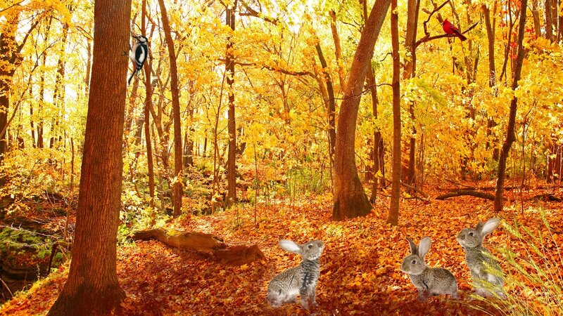 Three Rabbits in Forest