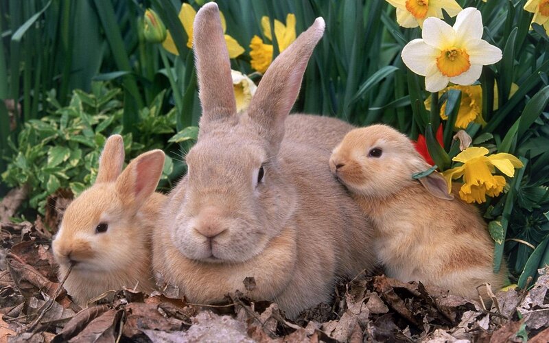 Three Rabbits in Garden — Brown