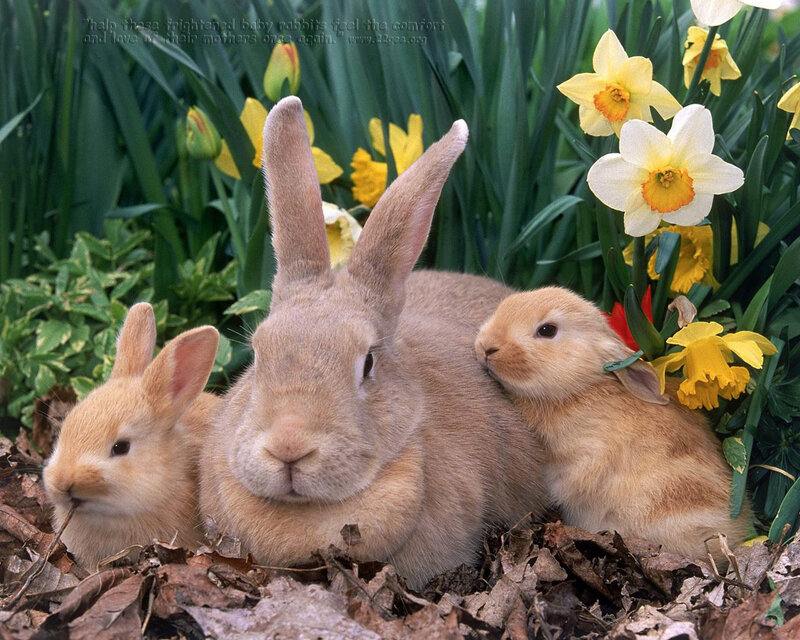Three Rabbits in Garden