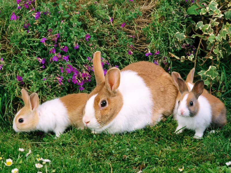 Three Rabbits in Grass — Green, Calm, Spring