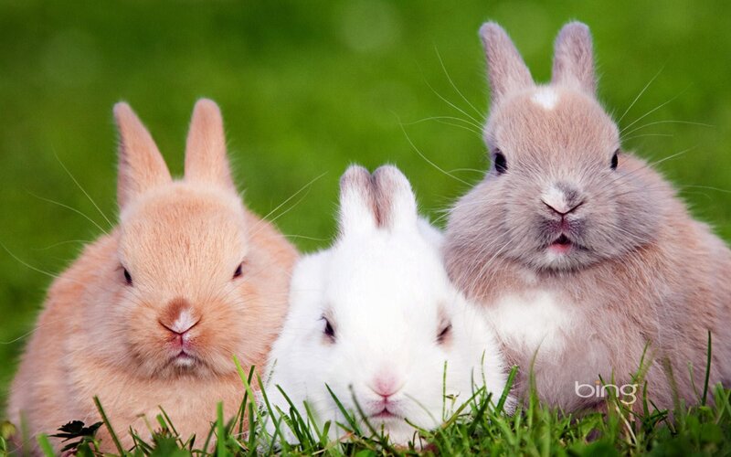 Three Rabbits in Grass — Green, Calm